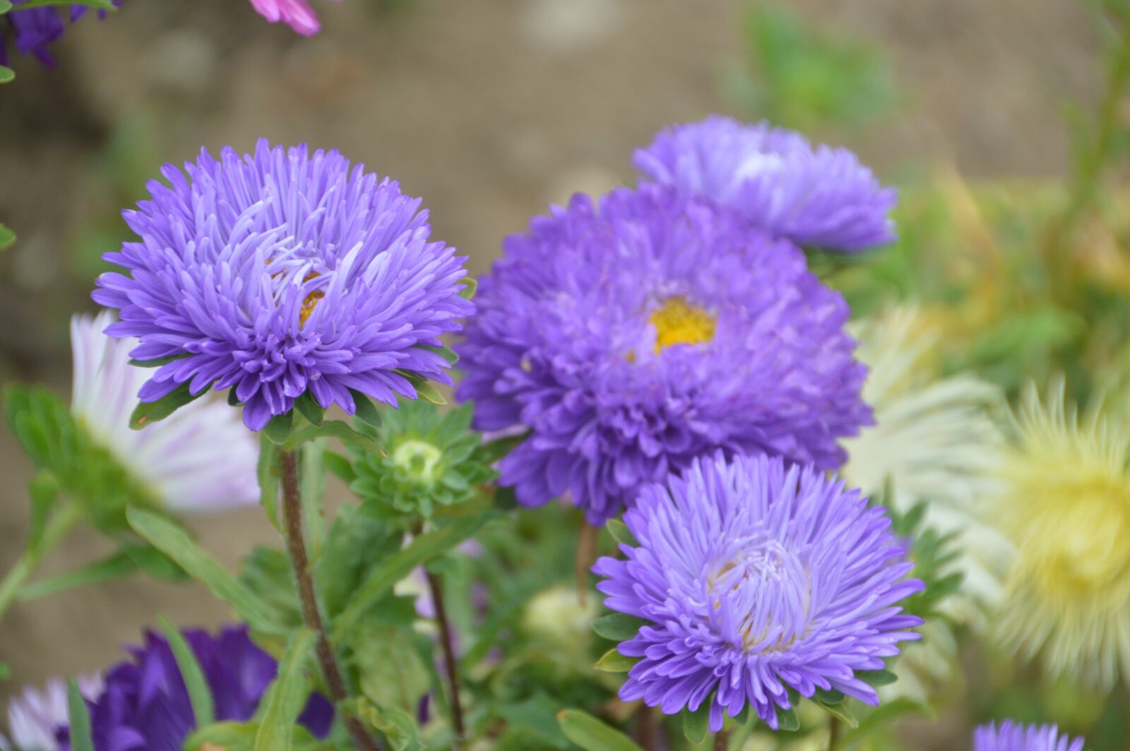 Nikon D3200 sample photo. Flower, decoration, garden photography