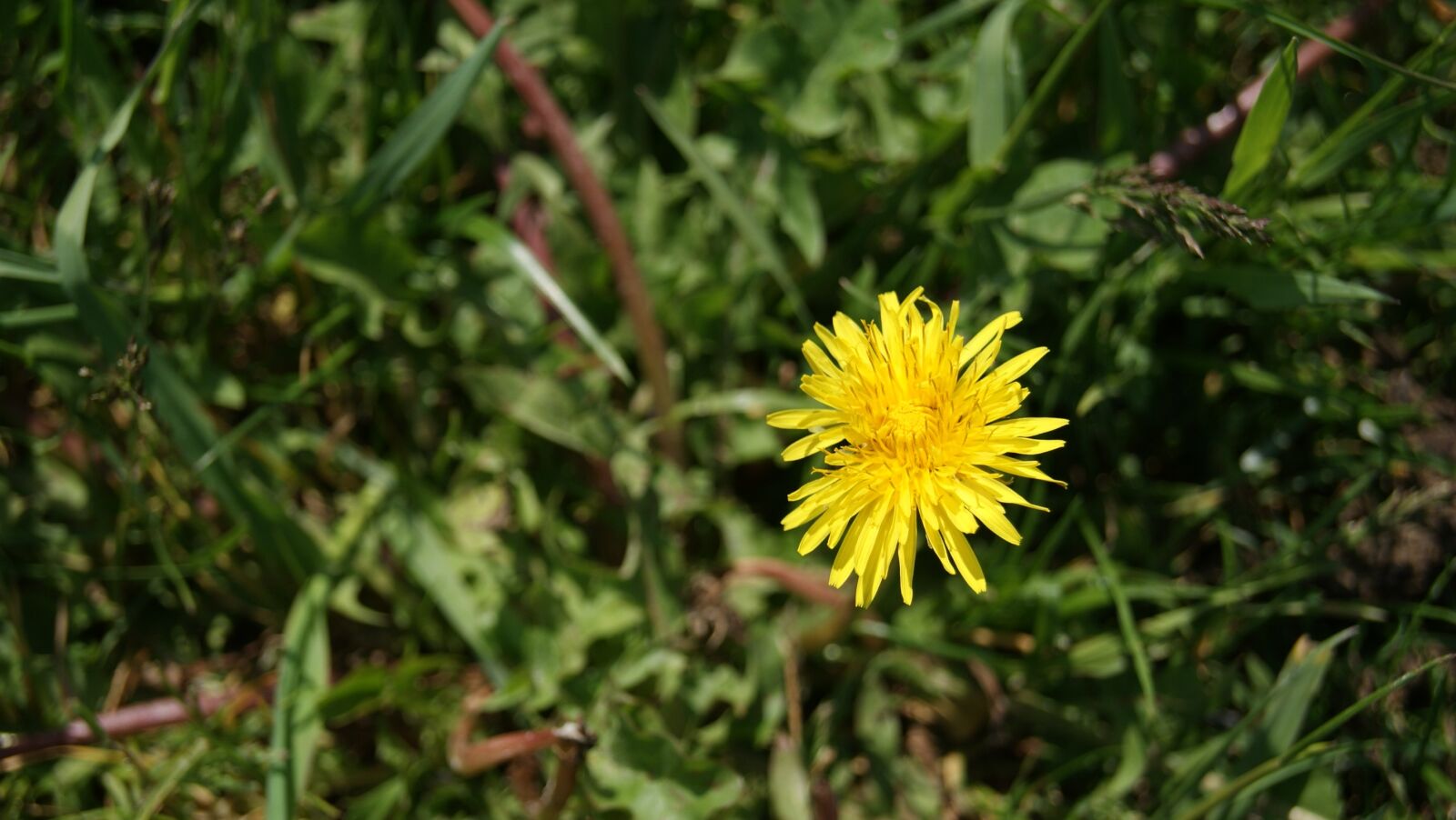 Sony Alpha DSLR-A230 sample photo. Dandelion, flower, yellow photography