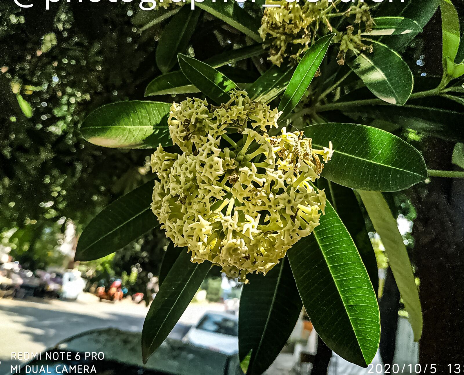 Xiaomi Redmi Note 6 Pro sample photo. Flowers, leaves, yellow flowers photography
