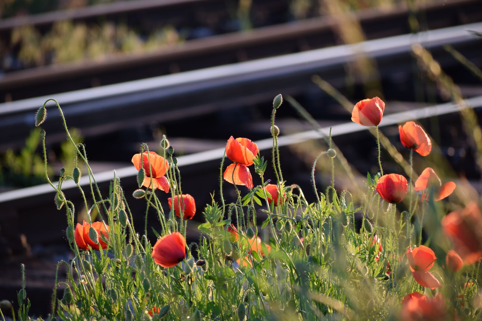 Nikon D3300 sample photo. Red poppys, near railway photography