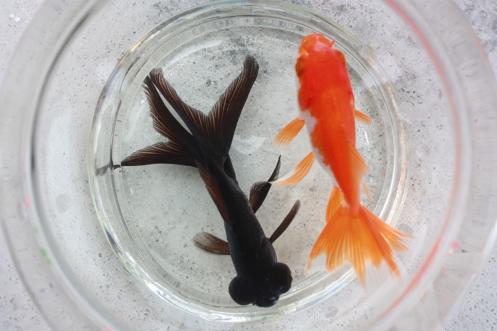 Canon EOS 450D (EOS Rebel XSi / EOS Kiss X2) sample photo. Goldfish, fish, water photography