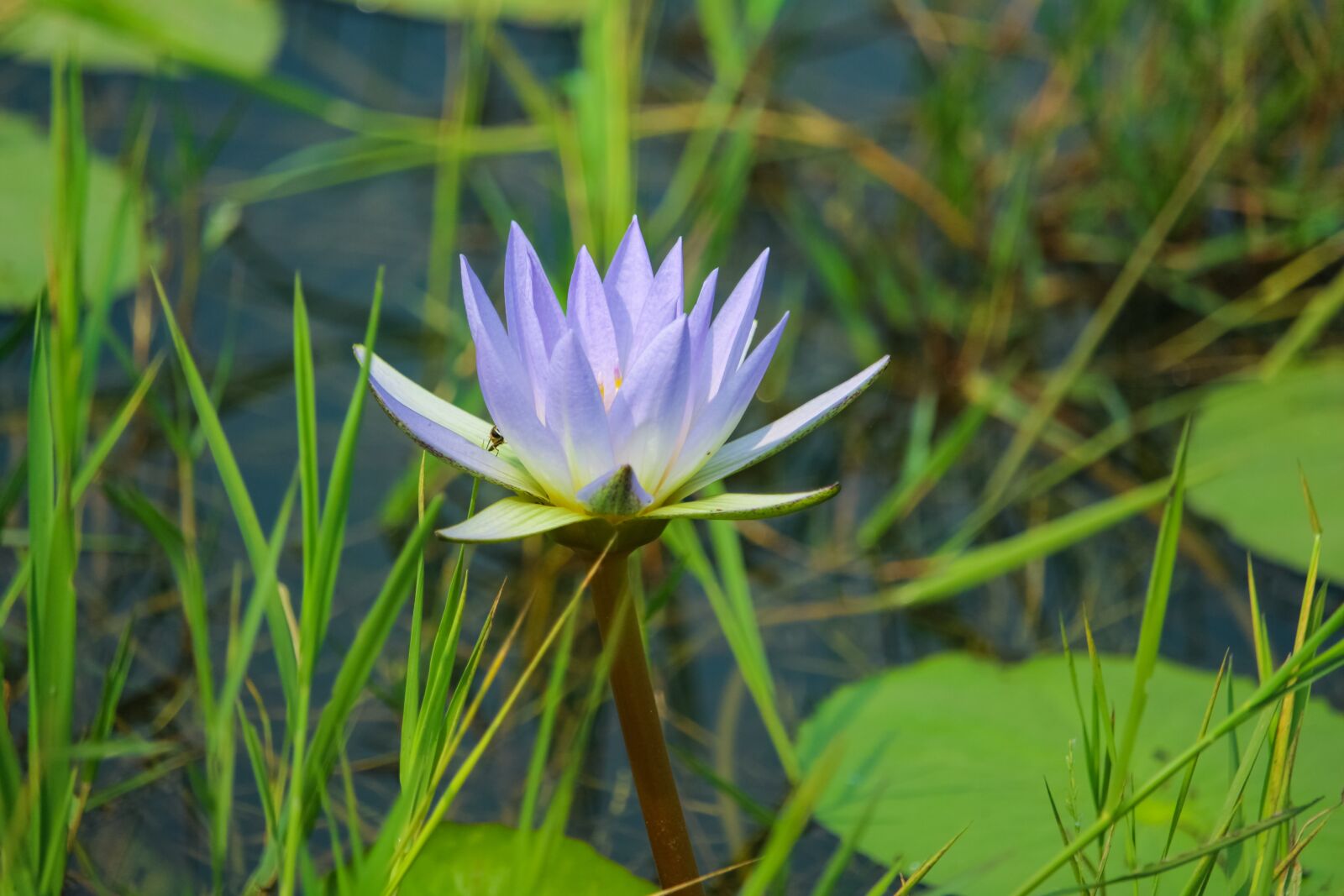 Canon EF-S 55-250mm F4-5.6 IS STM sample photo. Water lily, national flower photography