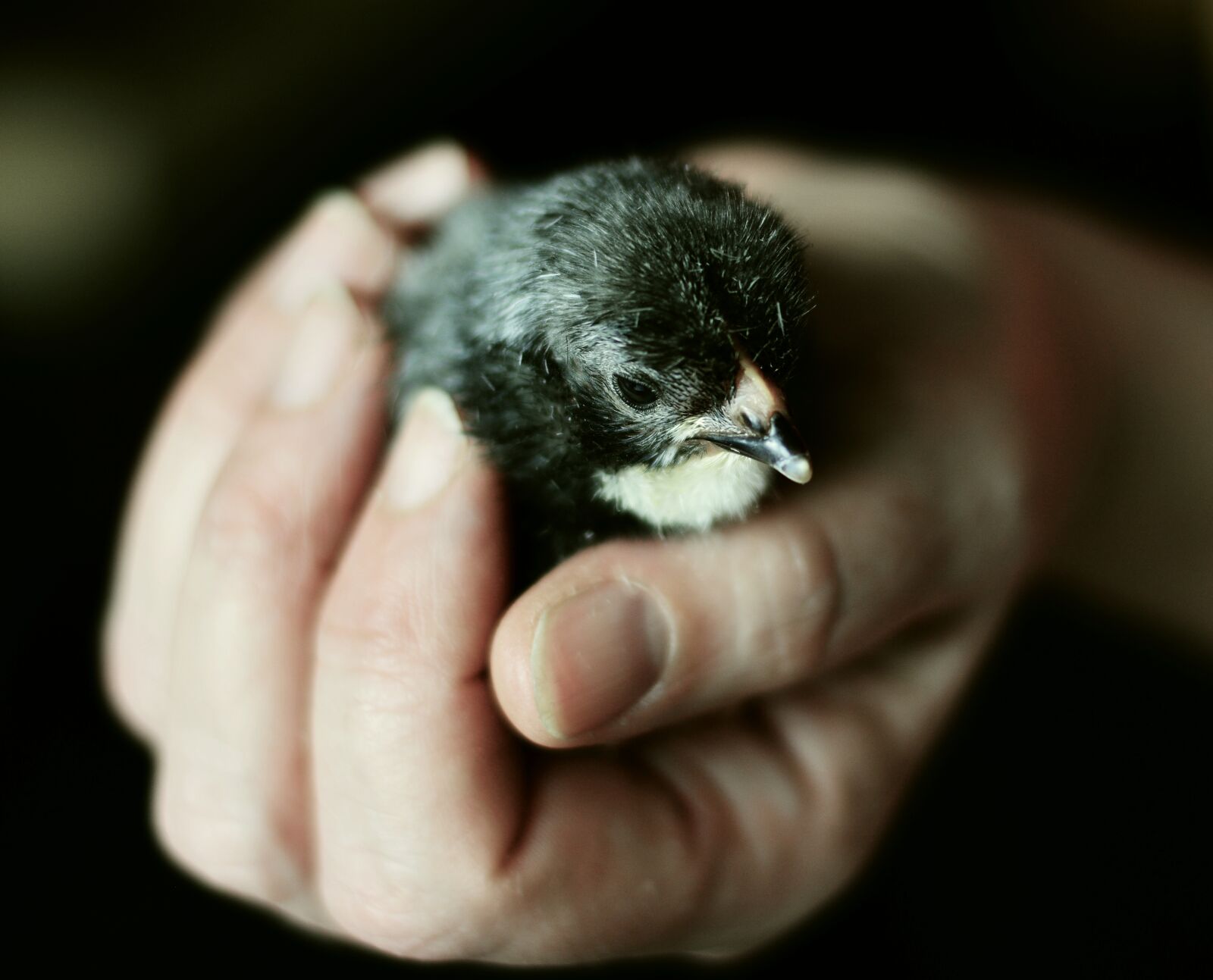 Nikon D5200 sample photo. Hand, chicks, keep photography