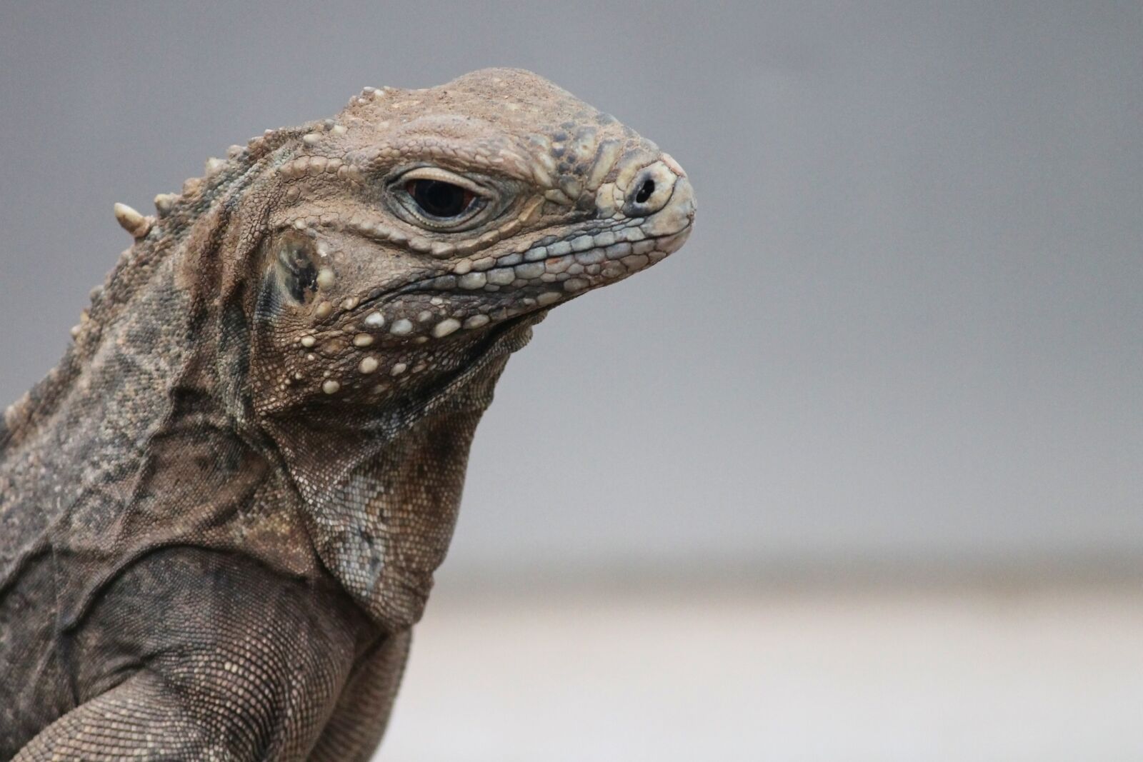 Canon EOS 1100D (EOS Rebel T3 / EOS Kiss X50) sample photo. Iguana, cyclura nubila, ring-tailed photography