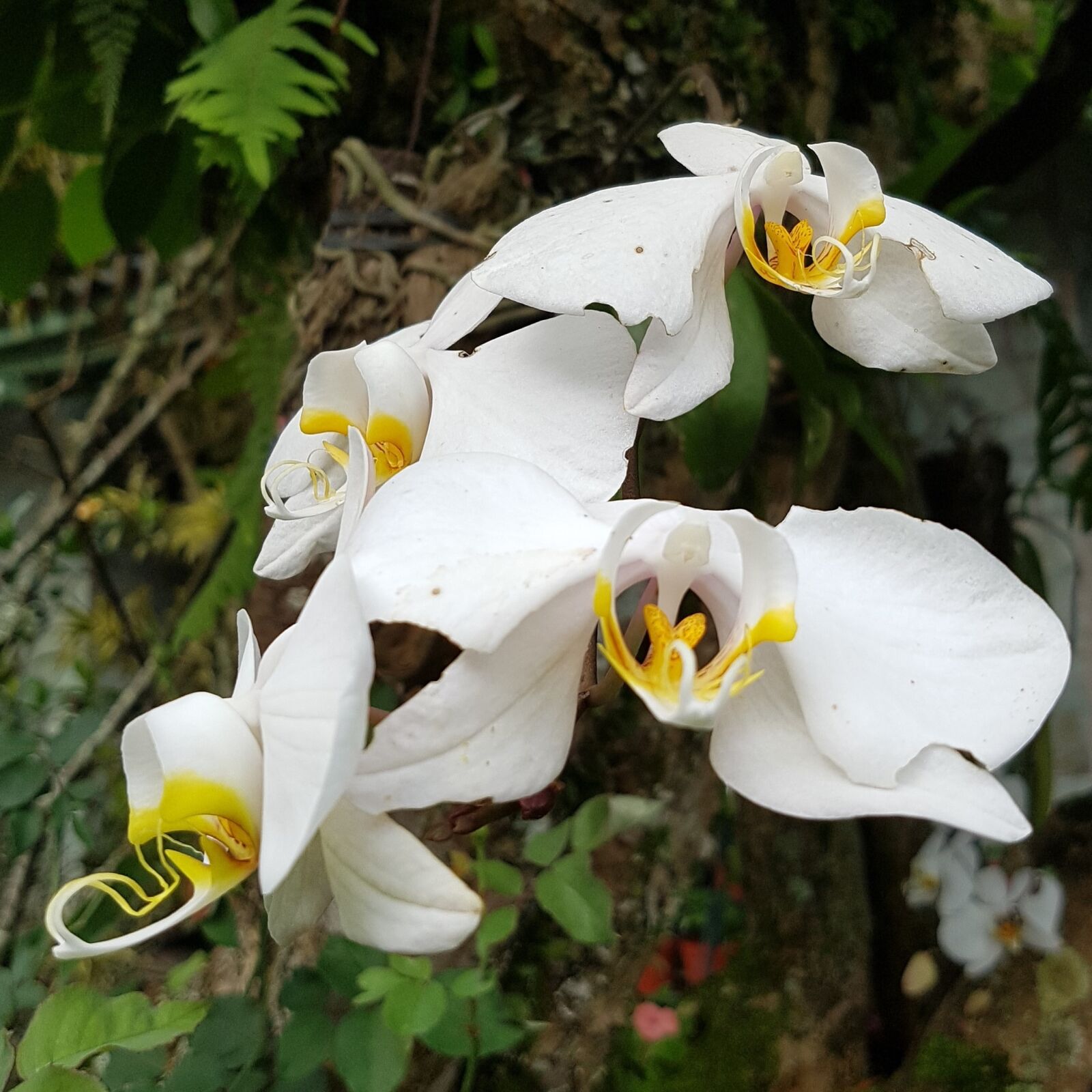 Samsung Galaxy S7 Edge sample photo. Orchid, white, flower photography