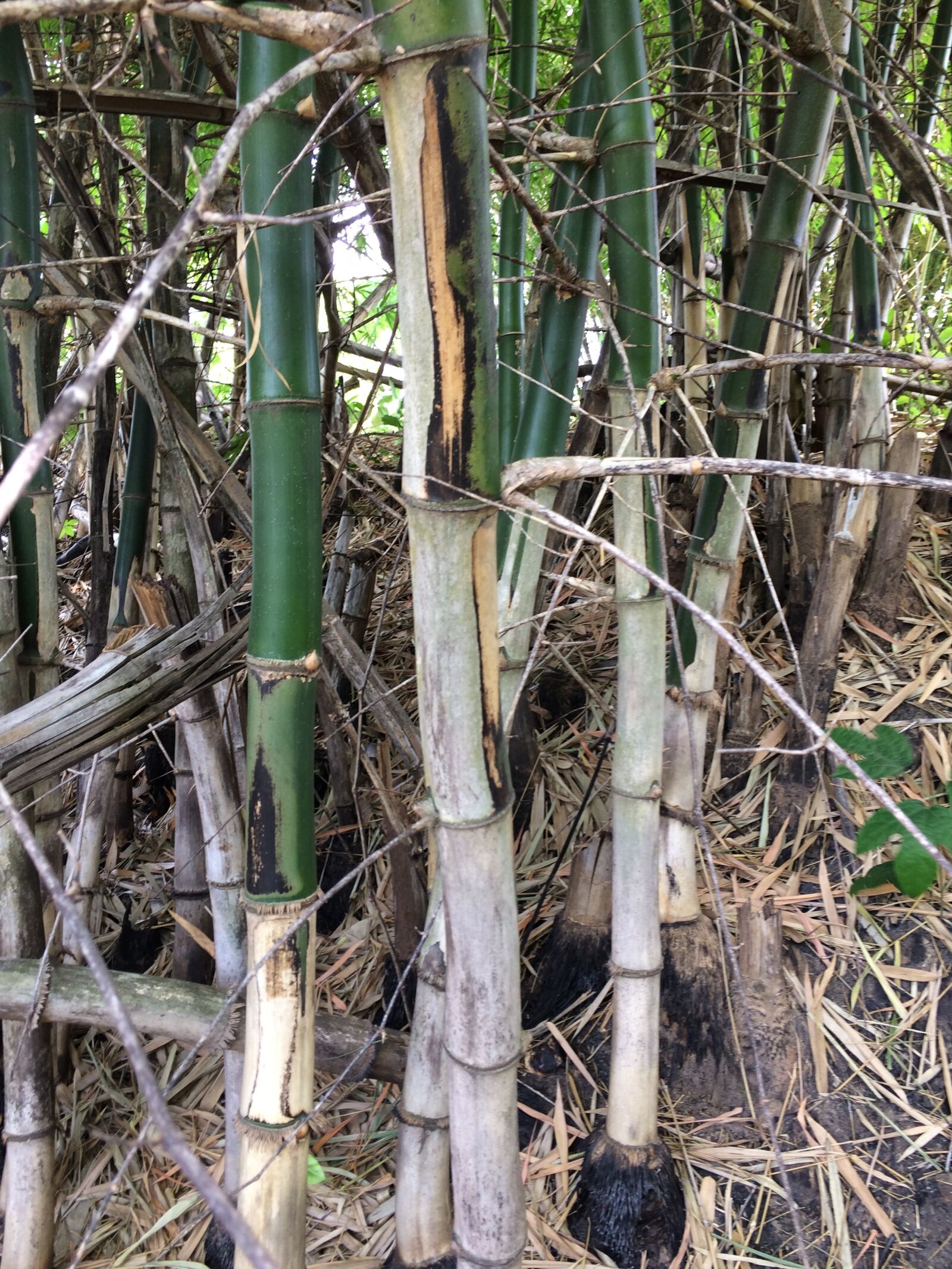Apple iPhone 5s sample photo. Bamboo, tree, africa photography
