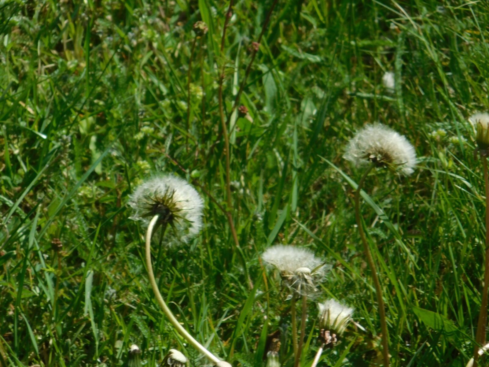 Nikon Coolpix B500 sample photo. Dandelion, spring, nature photography