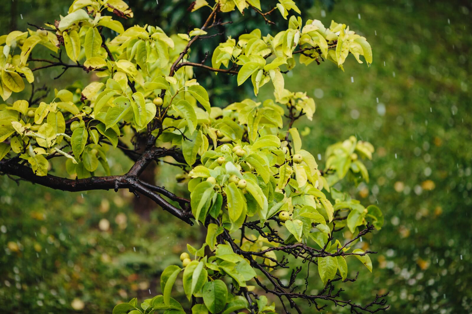 Canon EF 135mm F2L USM sample photo. Orchard, rain, raindrop, rainy photography