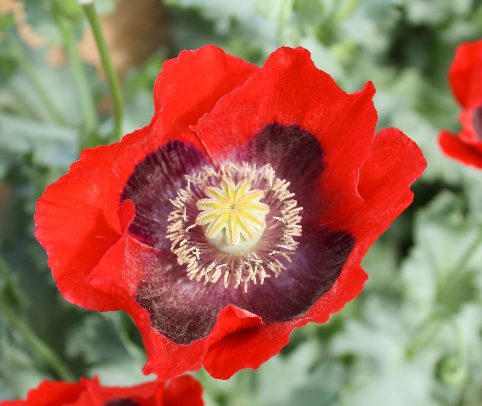 Canon EOS 1200D (EOS Rebel T5 / EOS Kiss X70 / EOS Hi) sample photo. Red himalayan poppy, bloom photography