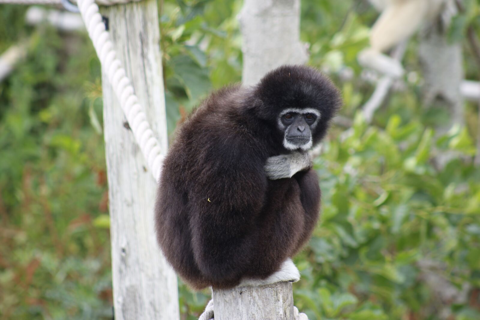 Canon EF 75-300mm f/4-5.6 USM sample photo. Monkey, primate, ape photography