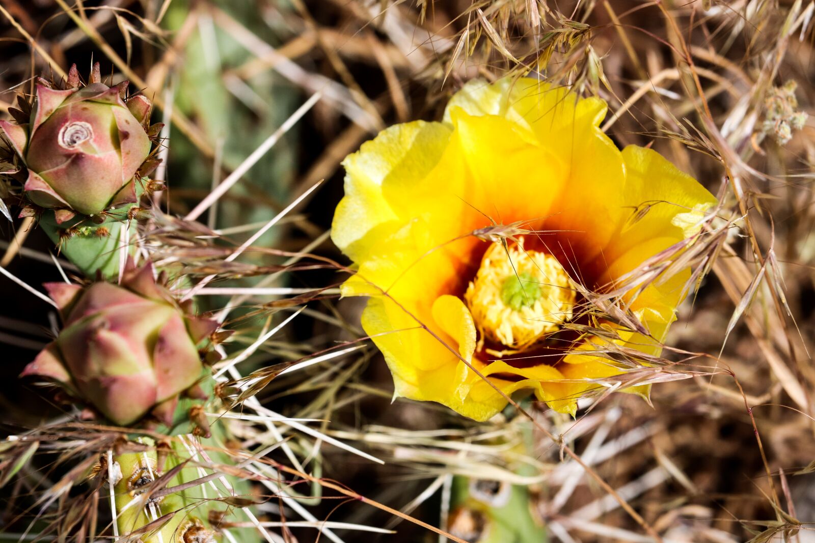 Canon EOS 200D (EOS Rebel SL2 / EOS Kiss X9) sample photo. Cactus, flower, succulent photography