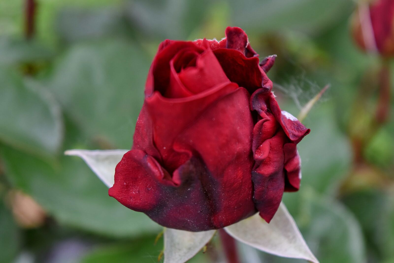 Nikon D5500 sample photo. Dry, red, spring time photography