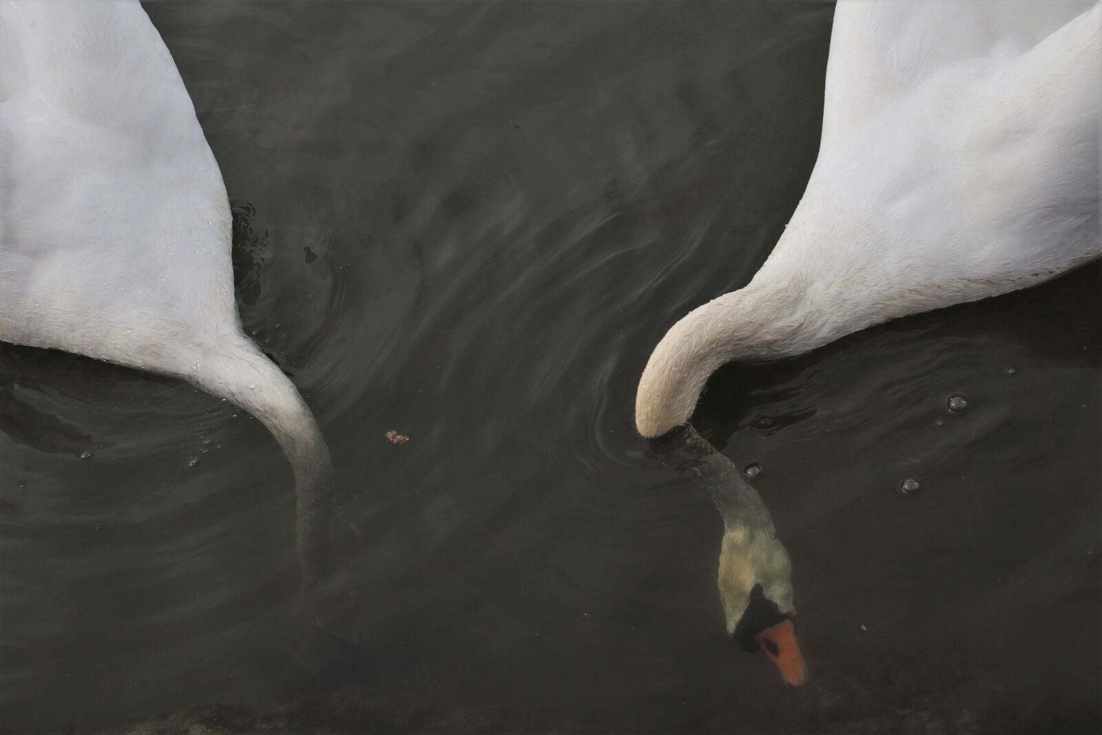 Canon EOS 80D sample photo. Lake, mute swan, swim photography