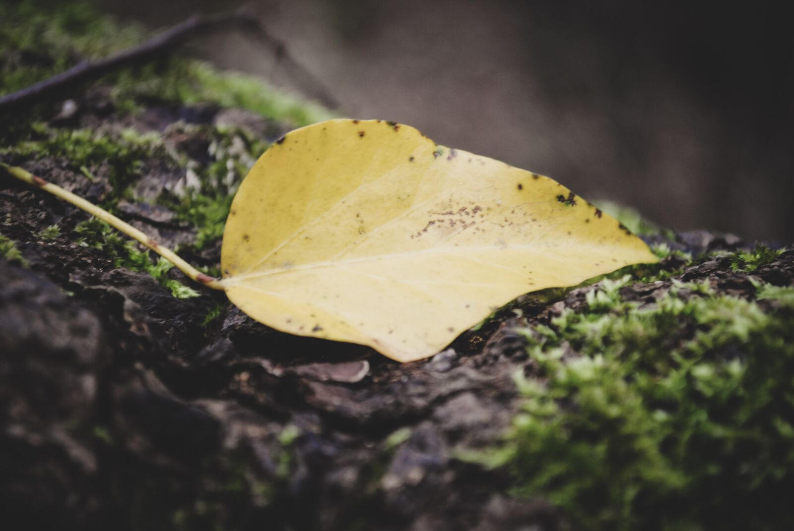 Nikon D3000 sample photo. Leaflet, yellow, moss photography