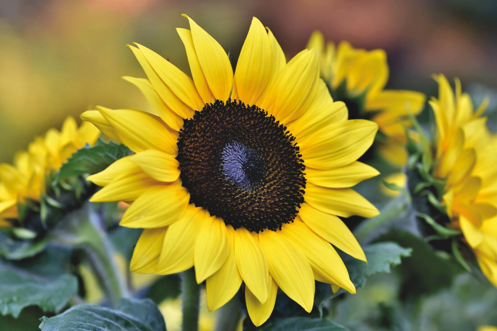 Nikon D7200 sample photo. Sunflower, flower, blossom photography
