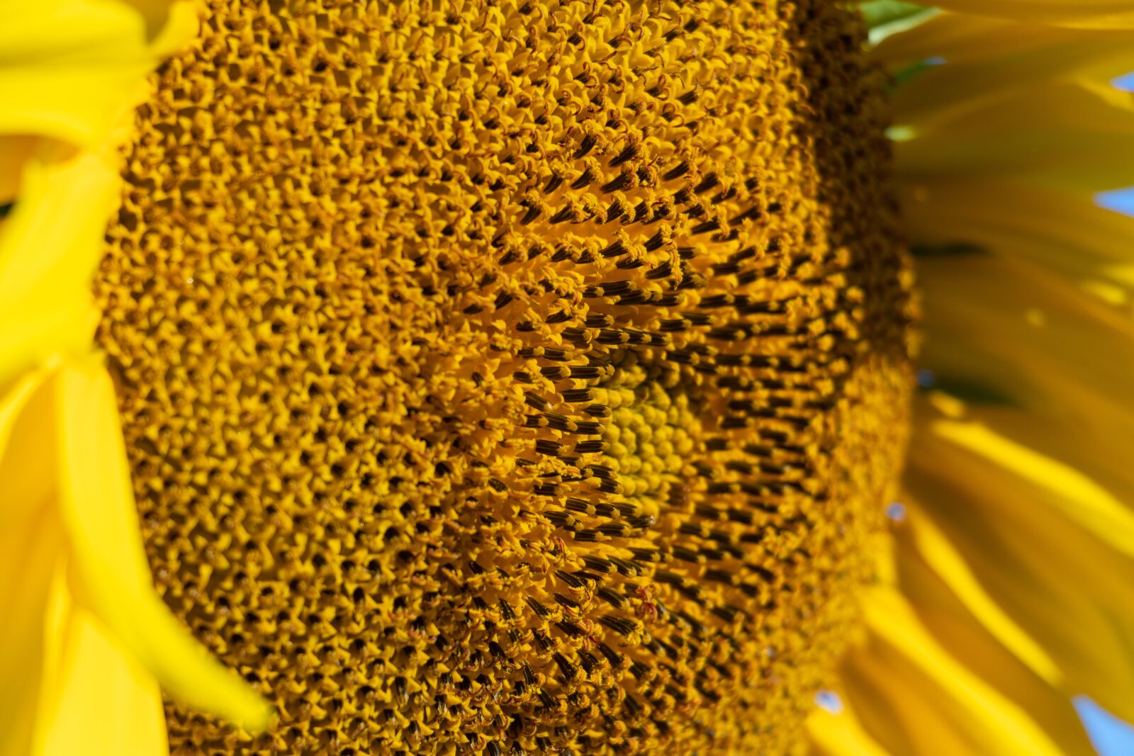 Canon EF-S 18-135mm F3.5-5.6 IS USM sample photo. Sunflower, flower, yellow photography