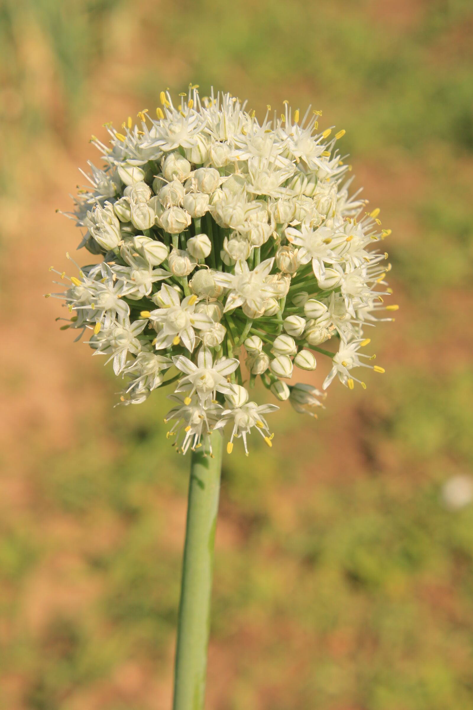 Canon EOS 500D (EOS Rebel T1i / EOS Kiss X3) sample photo. Blossom, crops, globes photography