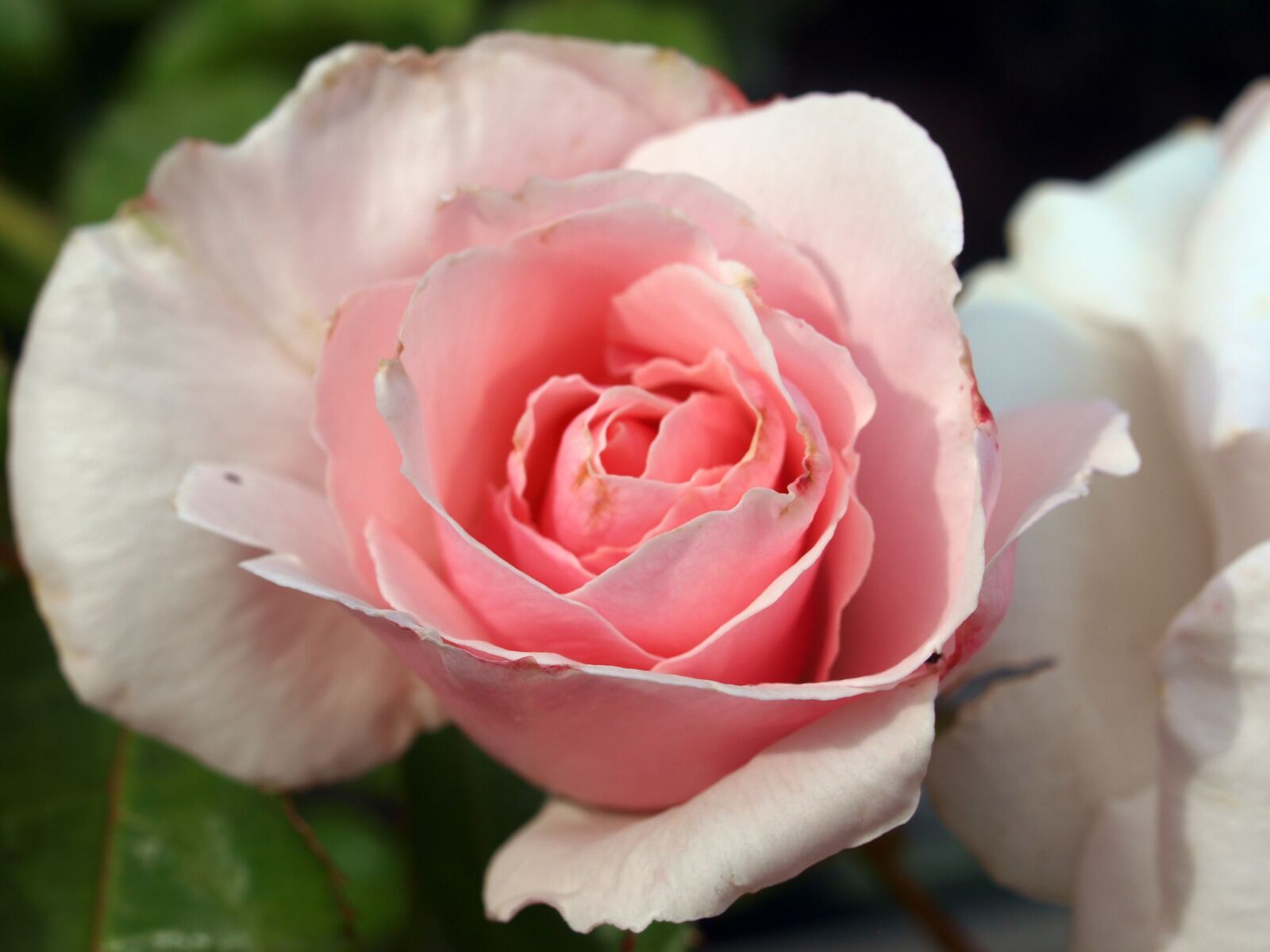 Olympus E-520 (EVOLT E-520) sample photo. Flower, roses, bloom photography