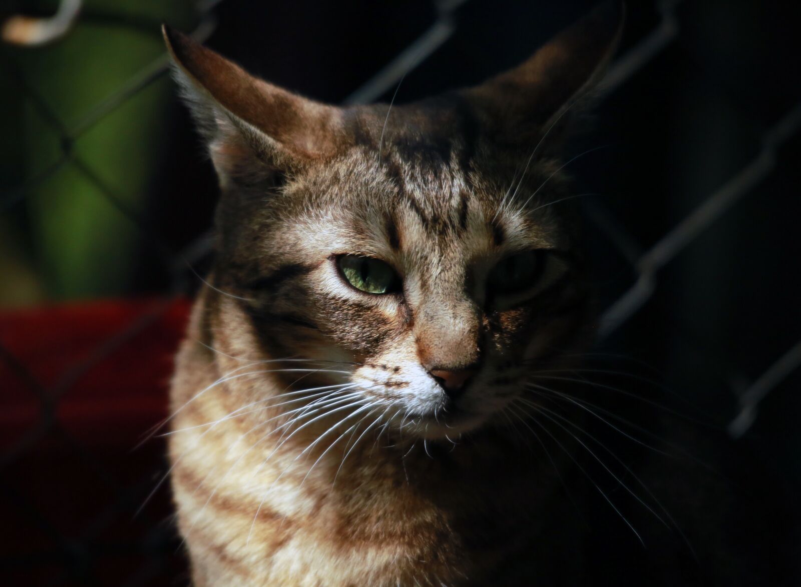 Canon EOS 5D Mark III sample photo. Animal, domestic animal, cat photography