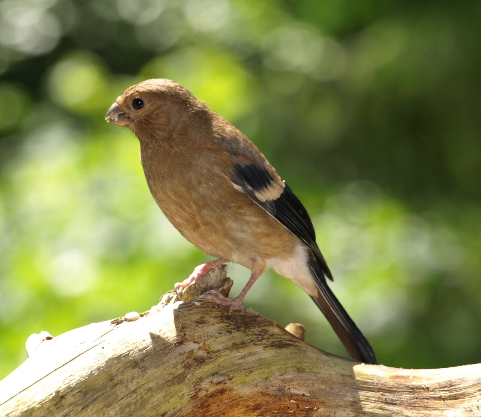 Olympus E-510 (EVOLT E-510) sample photo. Gimpel, bullfinch, blood fink photography