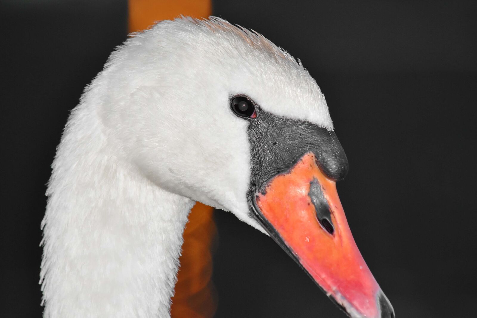 Nikon D5500 sample photo. Eye, head, neck, portrait photography