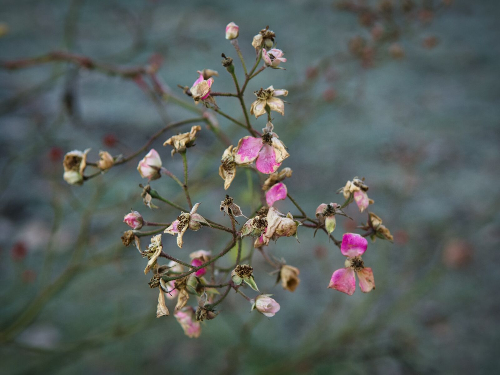 Nikon D7100 sample photo. Blossom, bloom, withered photography