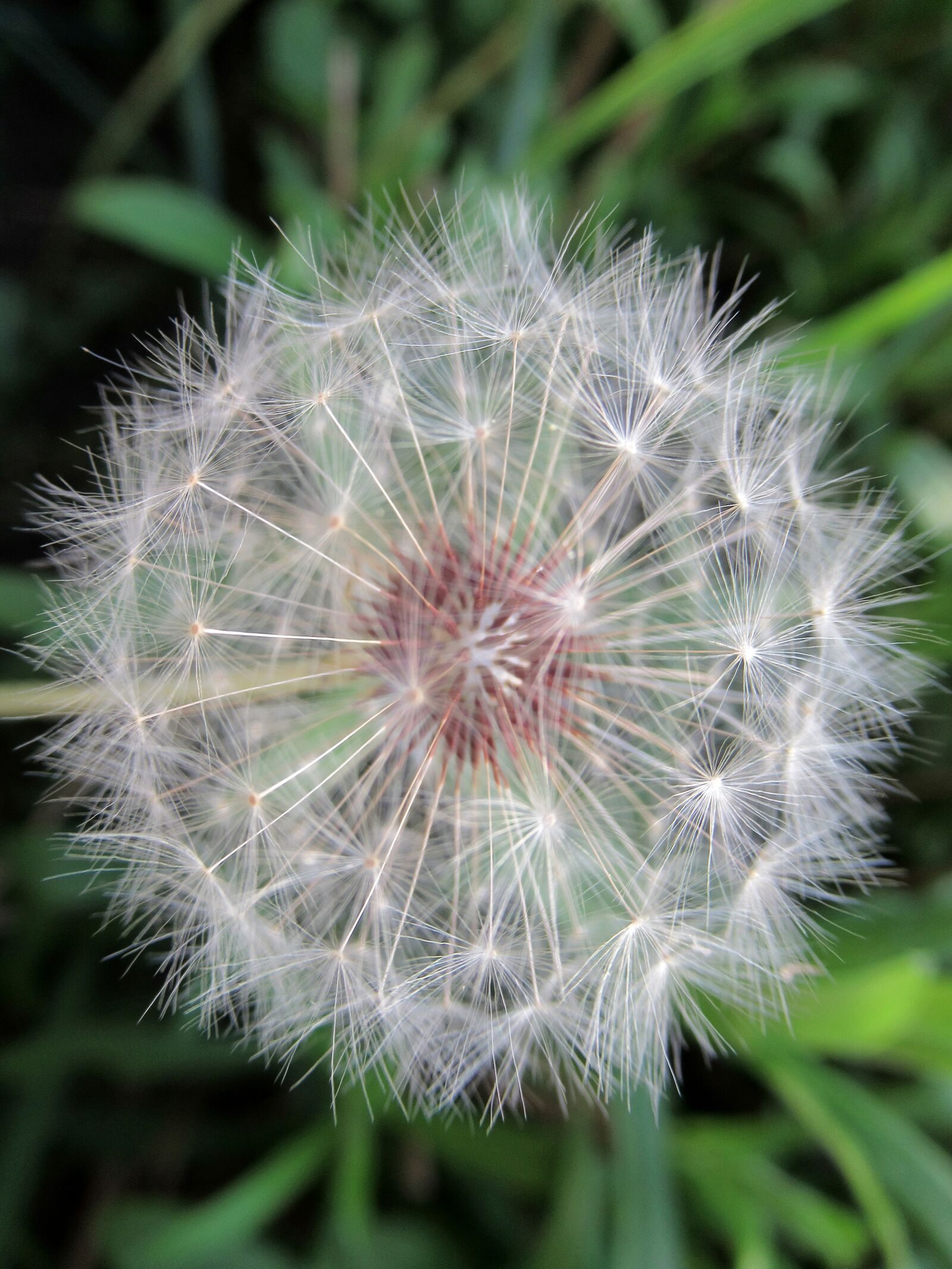 Canon PowerShot SX620 HS sample photo. Dandelion, summer, nature photography