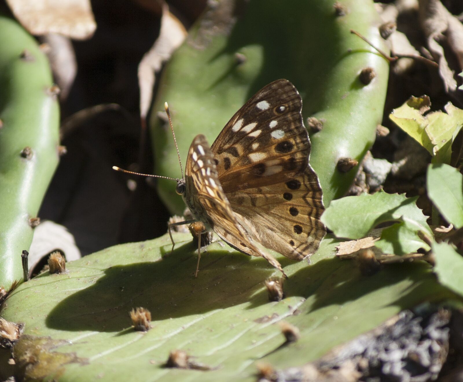 Canon EOS 350D (EOS Digital Rebel XT / EOS Kiss Digital N) sample photo. Moth, butterfly, cactus photography