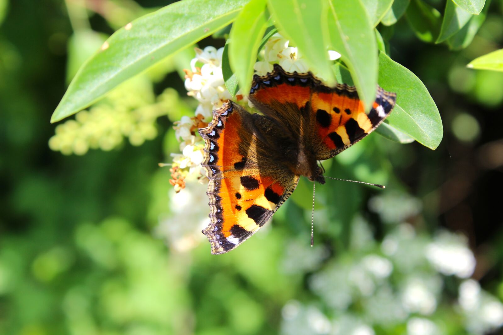 Canon EOS 1300D (EOS Rebel T6 / EOS Kiss X80) sample photo. Butterfly, nature, flower photography