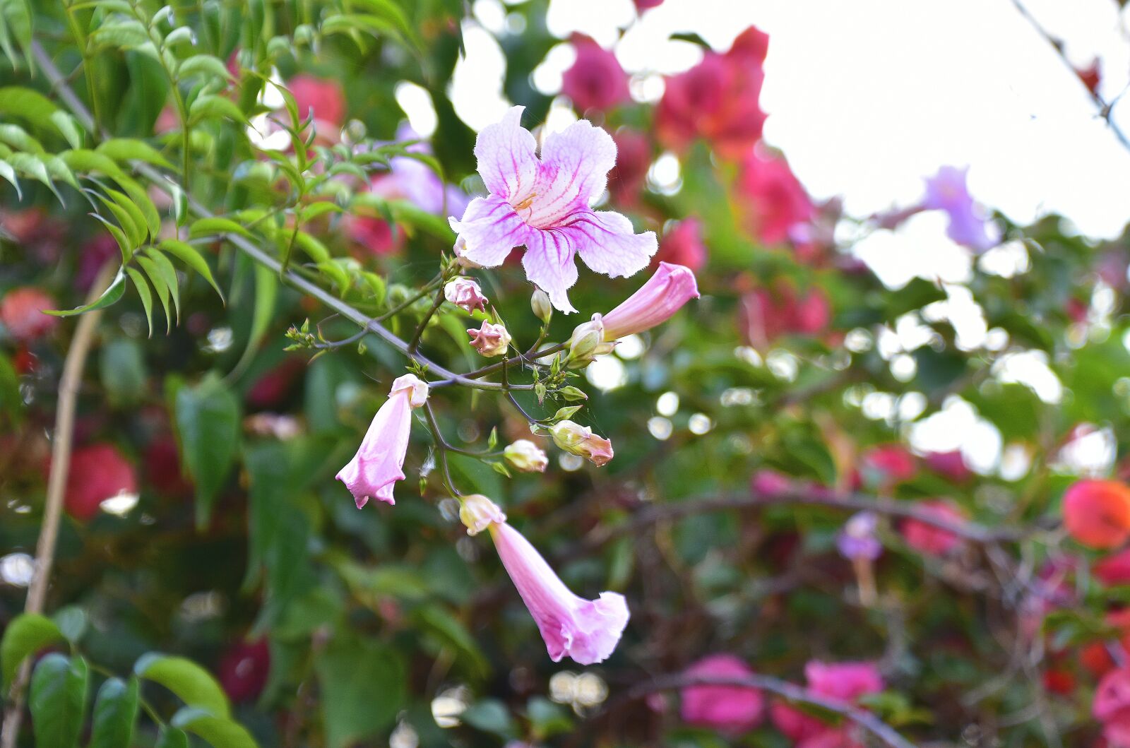 Nikon D7200 sample photo. Flowers, garden, nature photography