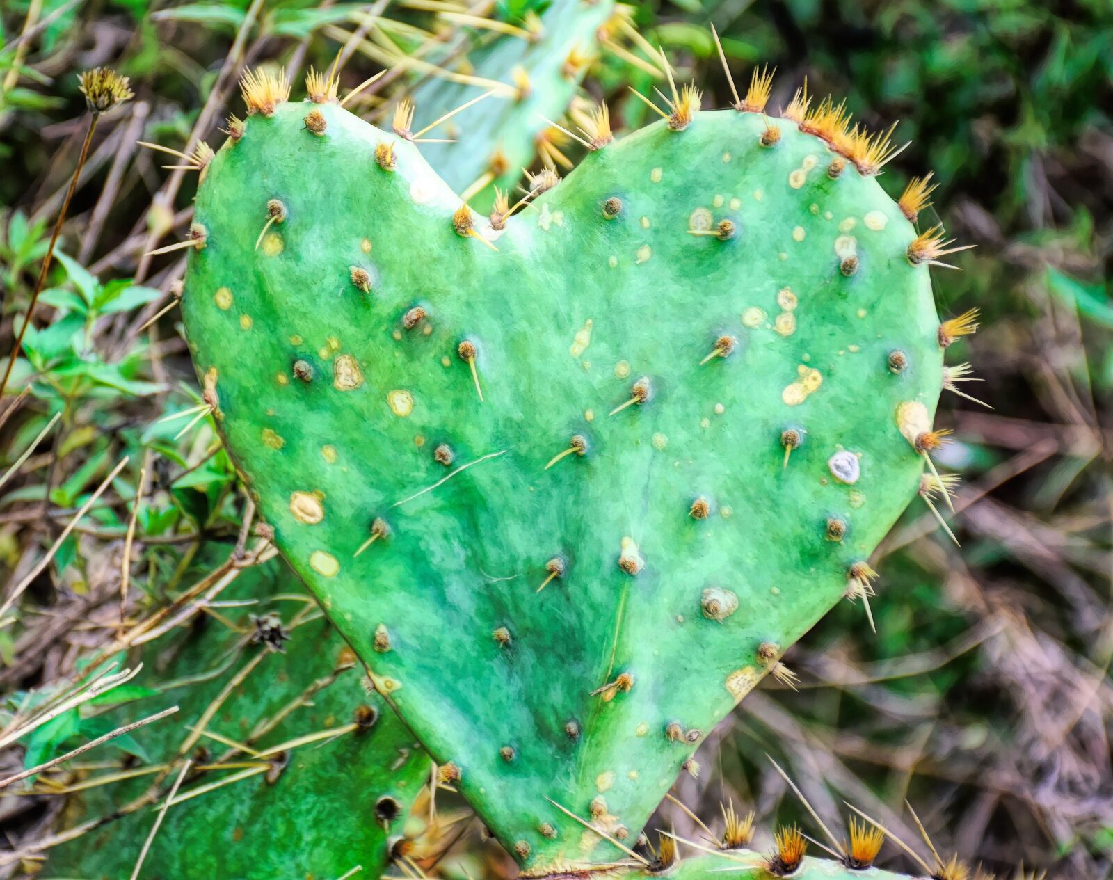 Nikon D5500 sample photo. Cactus, thorns, heart photography
