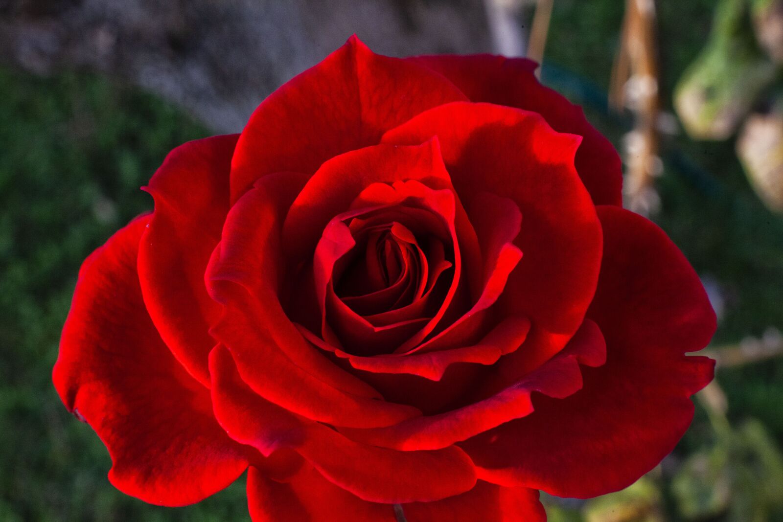 Canon EF 50mm F1.4 USM sample photo. Rosa, flower, nature photography