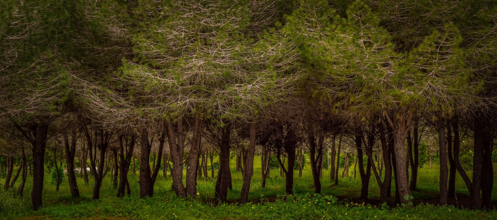 Nikon D3300 sample photo. Trees, park, nature photography