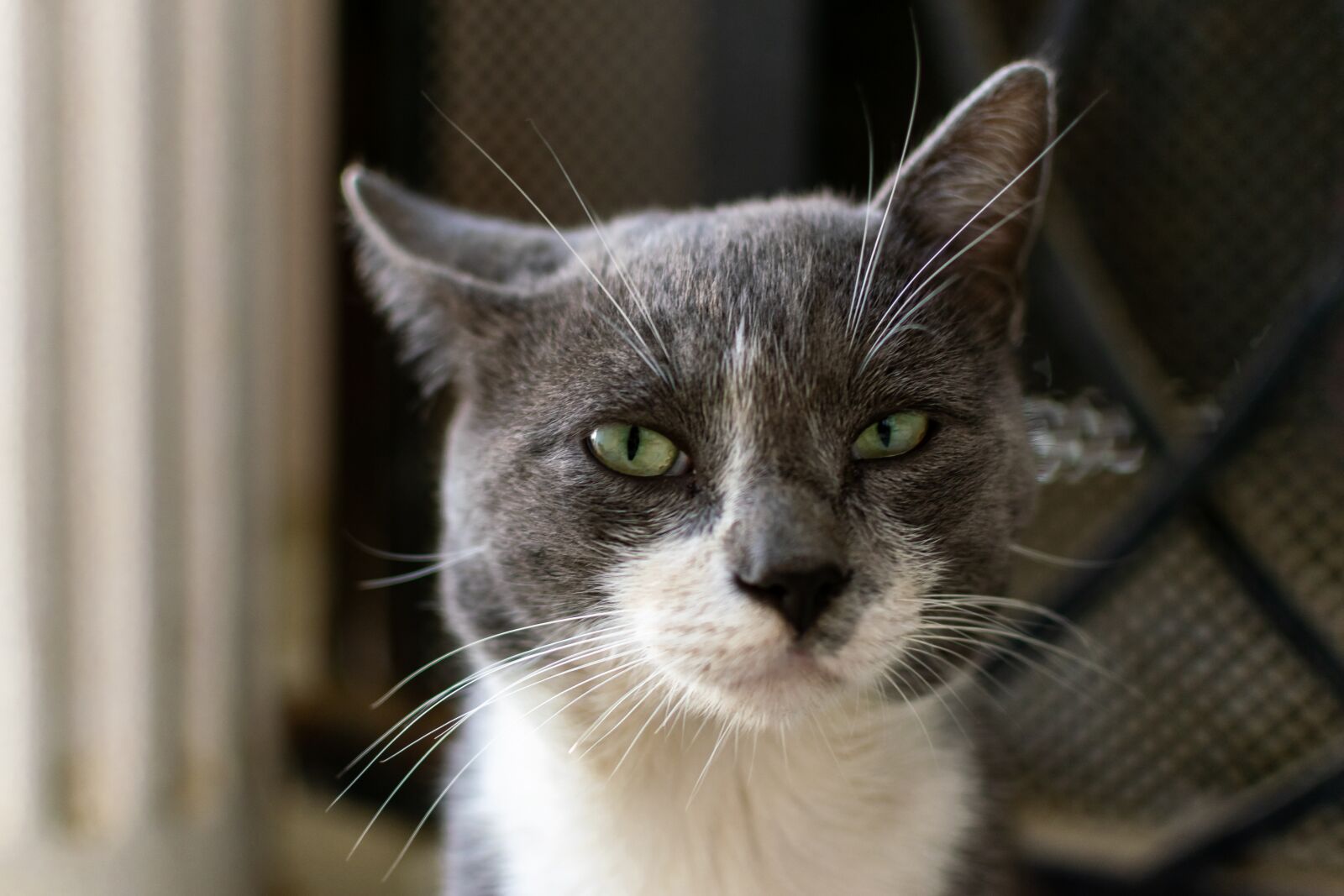 Nikon D5300 sample photo. Cat, animal, cute photography