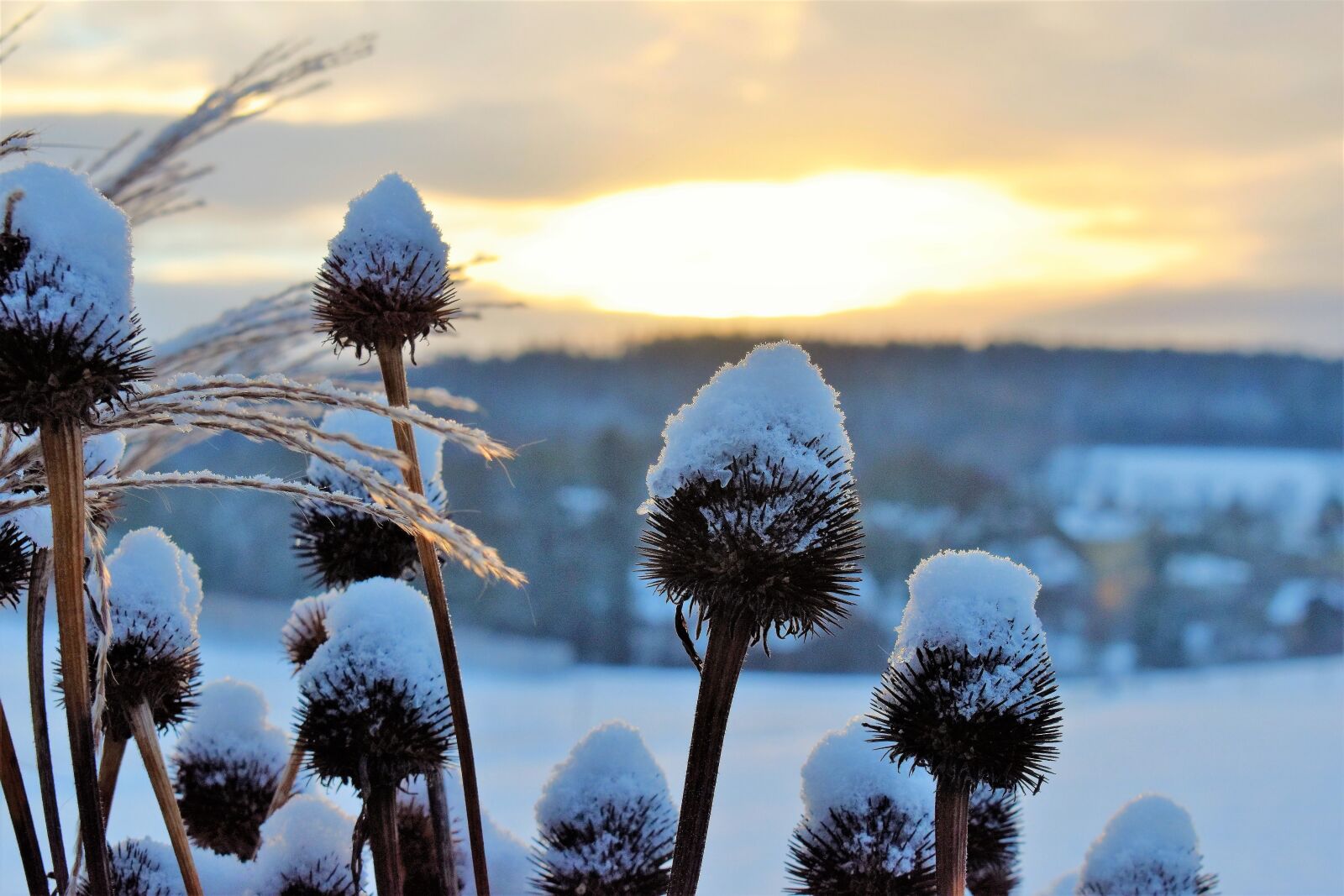 Nikon D5500 sample photo. Snow, landscape, winter photography