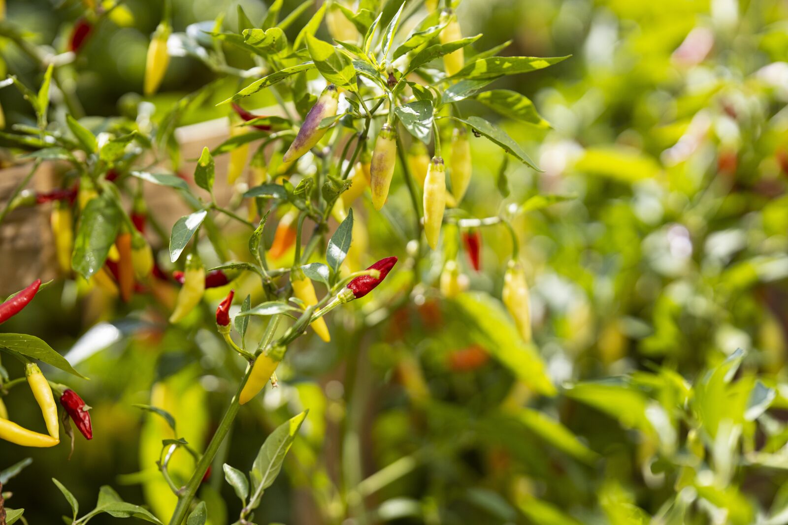 Canon RF 85mm F1.2L USM sample photo. Pepper, vegetable, nature photography