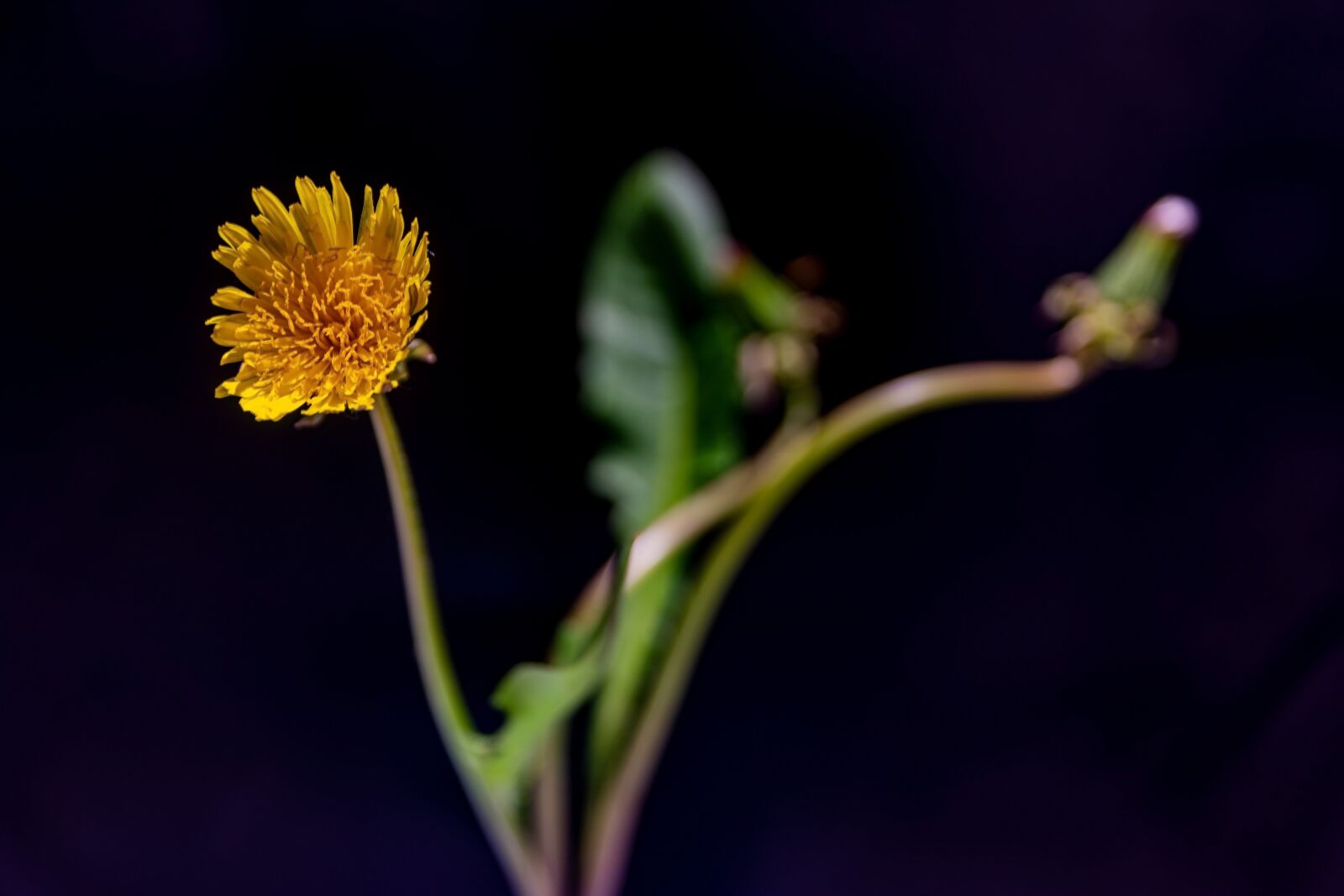 Nikon D7100 sample photo. Dandelion, plant, spring photography