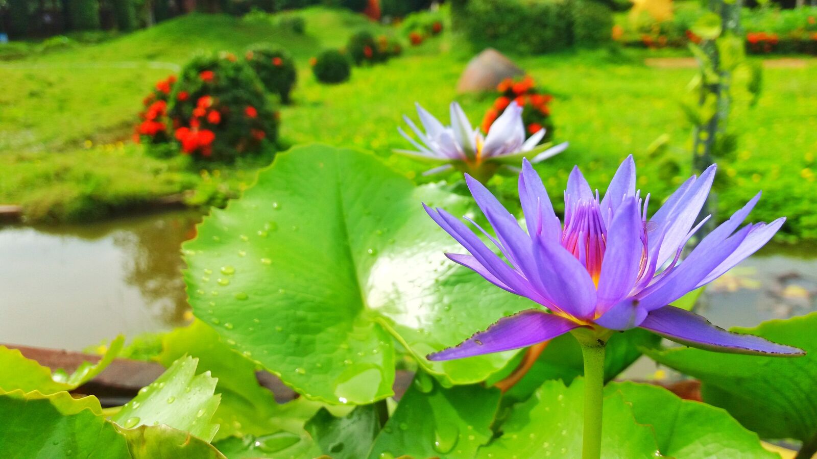 Samsung Galaxy J5 sample photo. Lotus flowers, lotus, lotus photography