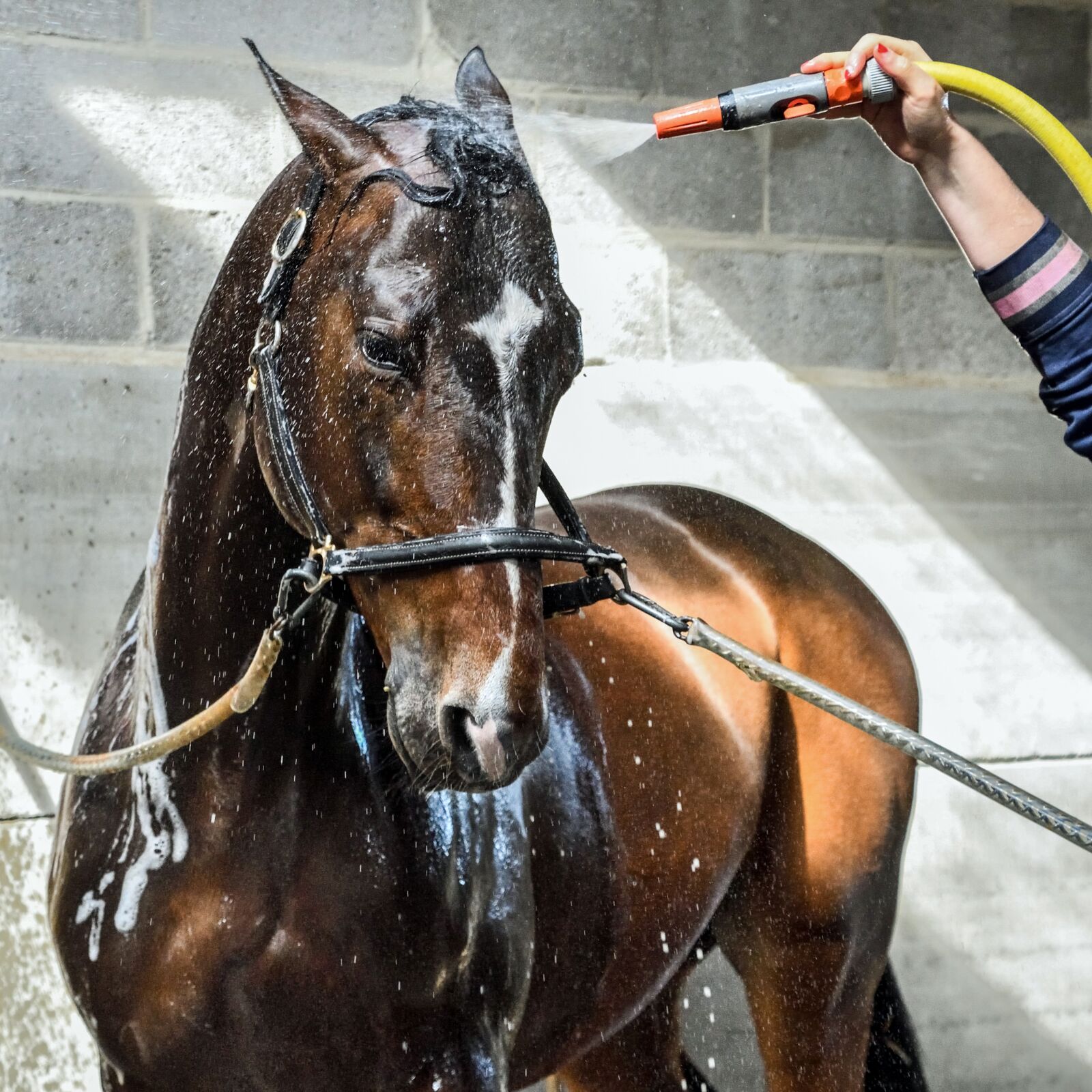 Nikon D500 sample photo. Horse, wet, water photography