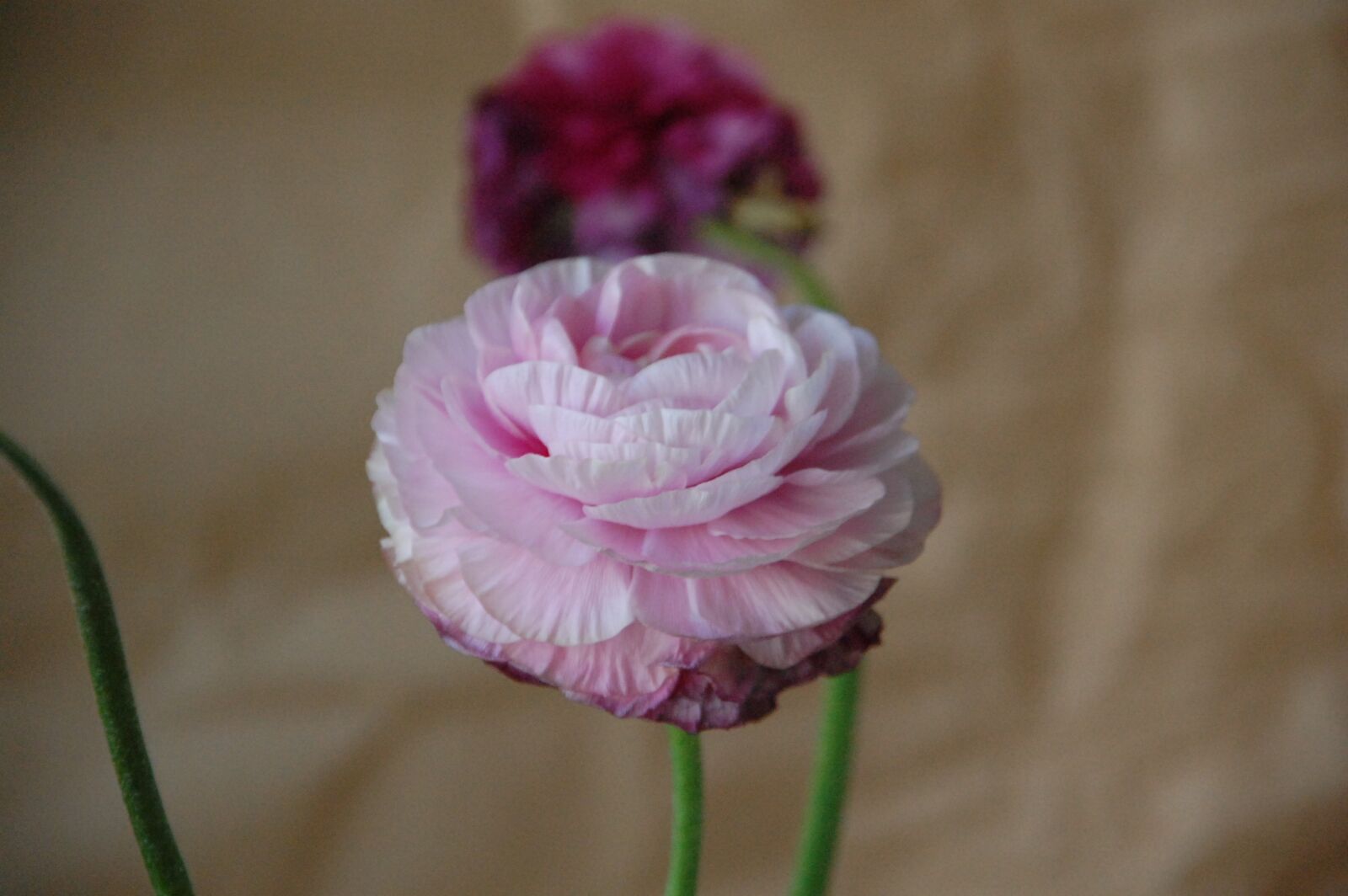 Nikon D40 sample photo. Ranunculus, blossom, bloom photography