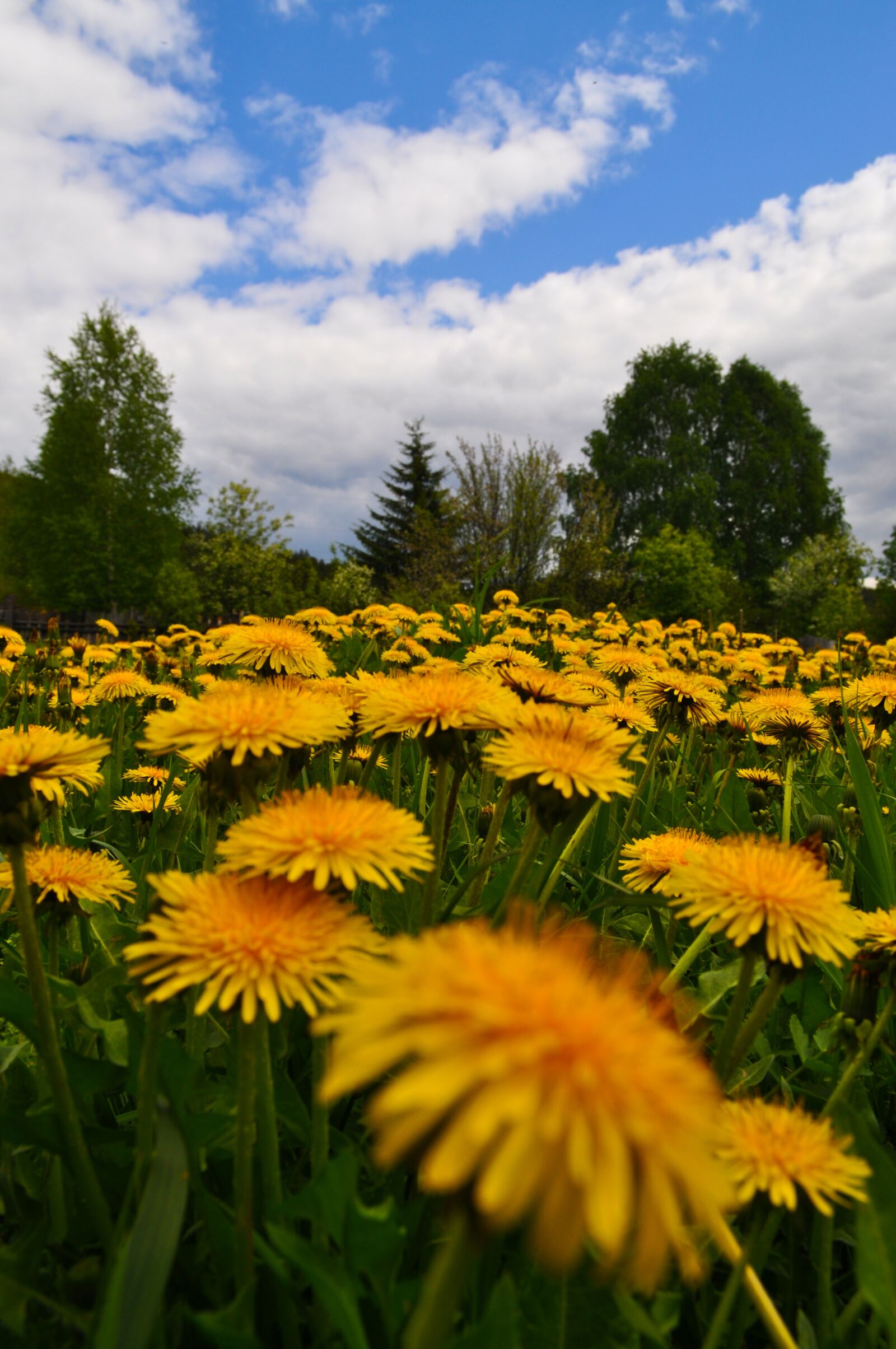 Nikon D5000 sample photo. Dandelions, trees, nature photography