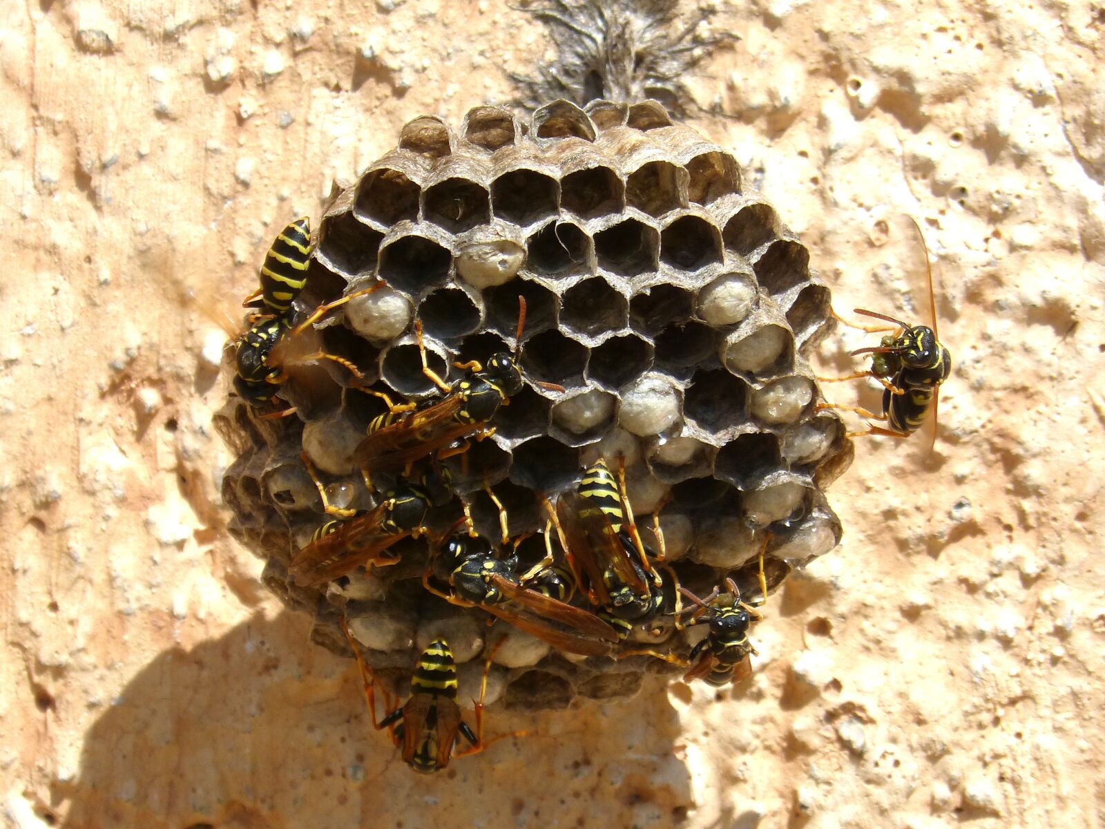 Panasonic DMC-FZ62 sample photo. Wasps' nest, wasps, plant photography