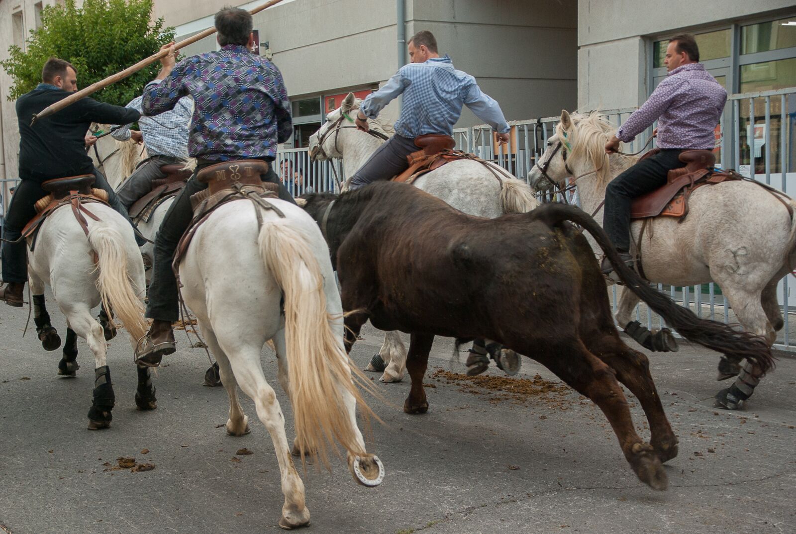 Pentax K10D sample photo. Camargue, village festival, bull photography