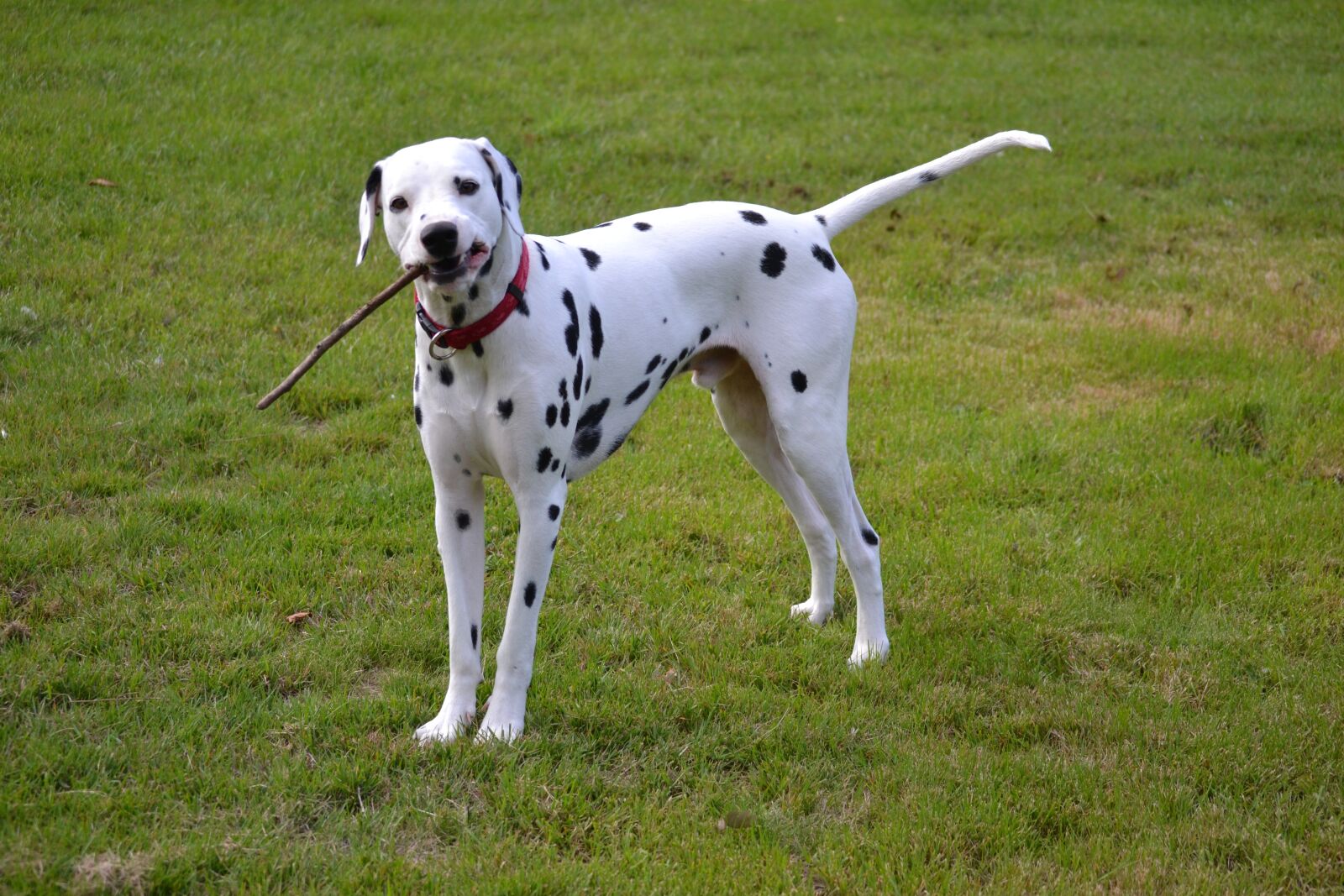 Nikon D3100 sample photo. Dog, animals, portrait animals photography