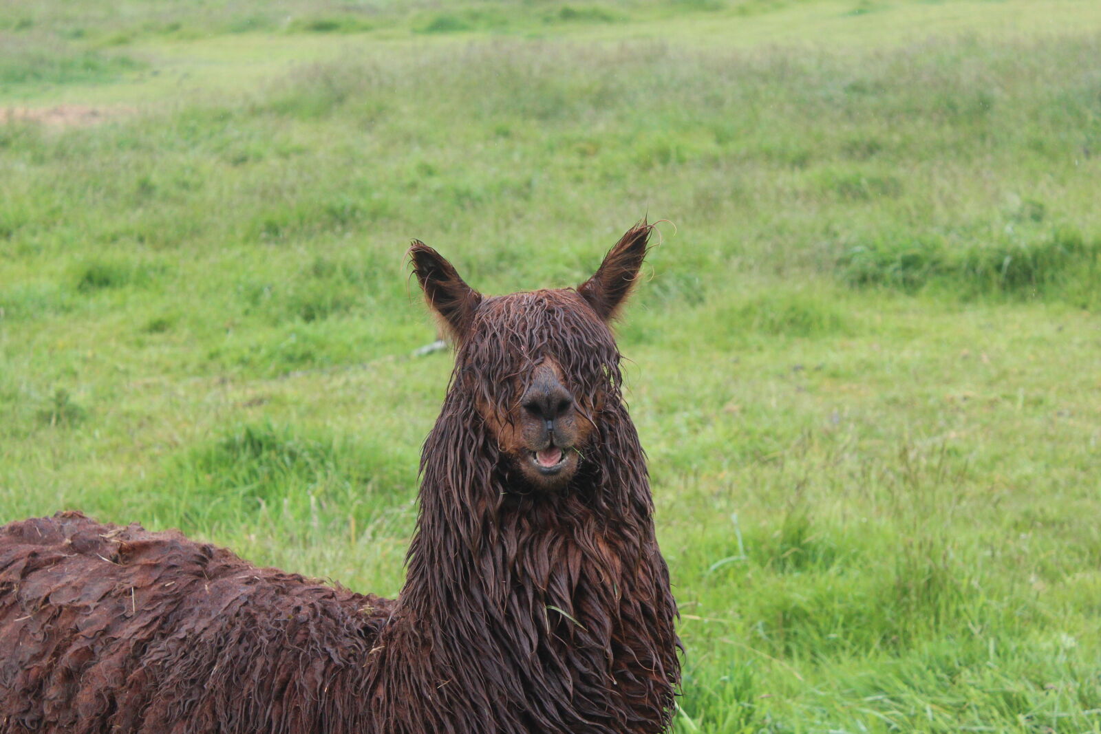 Canon EOS 600D (Rebel EOS T3i / EOS Kiss X5) sample photo. Animal, photography, animal, portrait photography