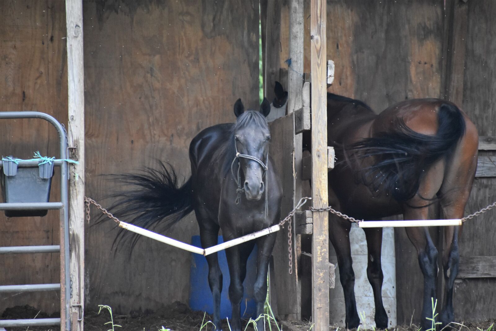 Nikon D3500 sample photo. Horses, stable, horse flies photography