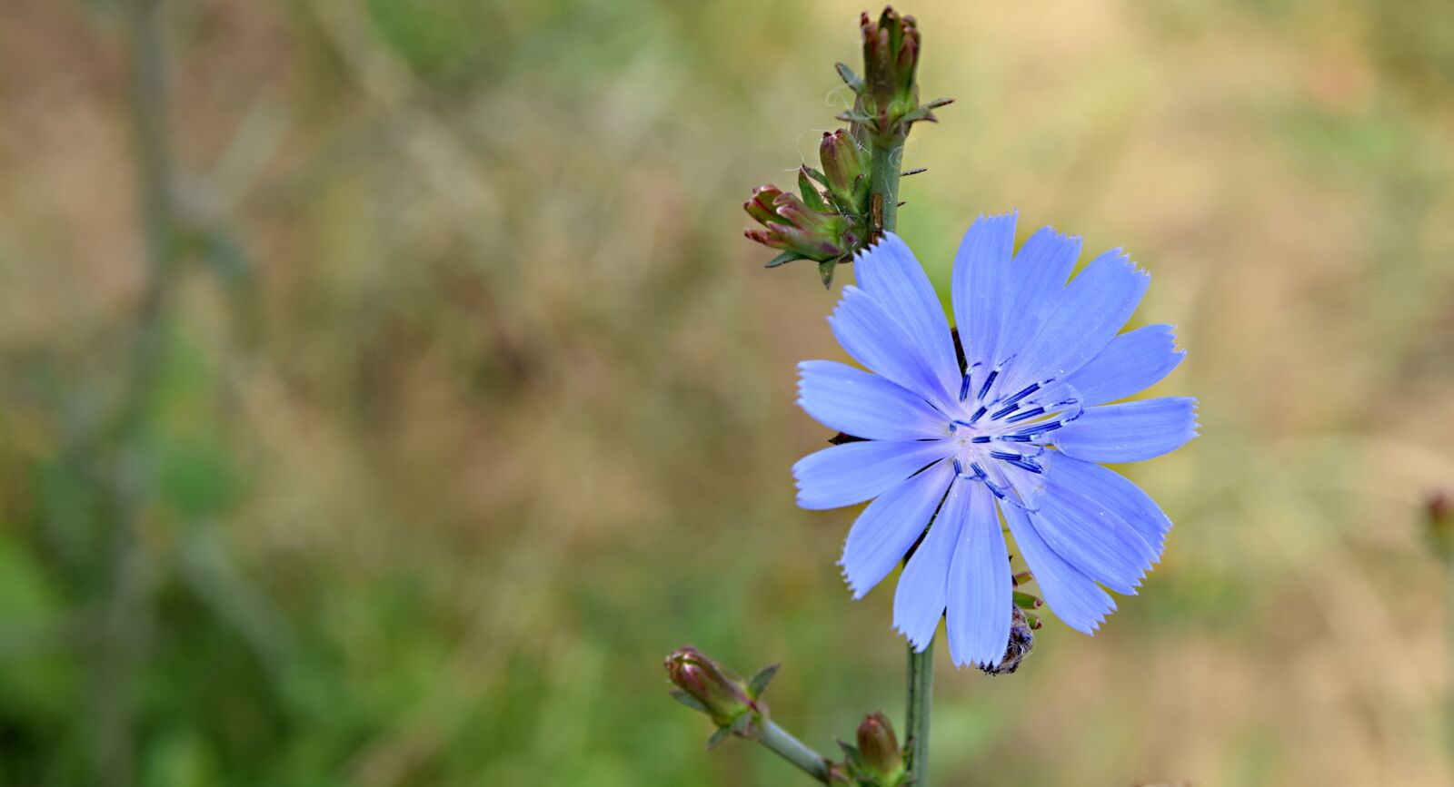 Nikon D5300 sample photo. Field bloom, flower, a photography
