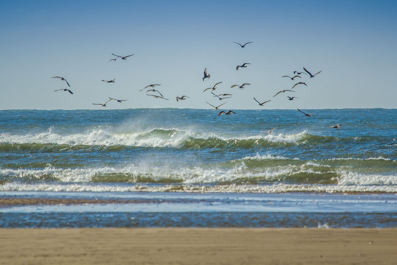 Canon EOS 60D sample photo. Gulls, coast, ocean photography