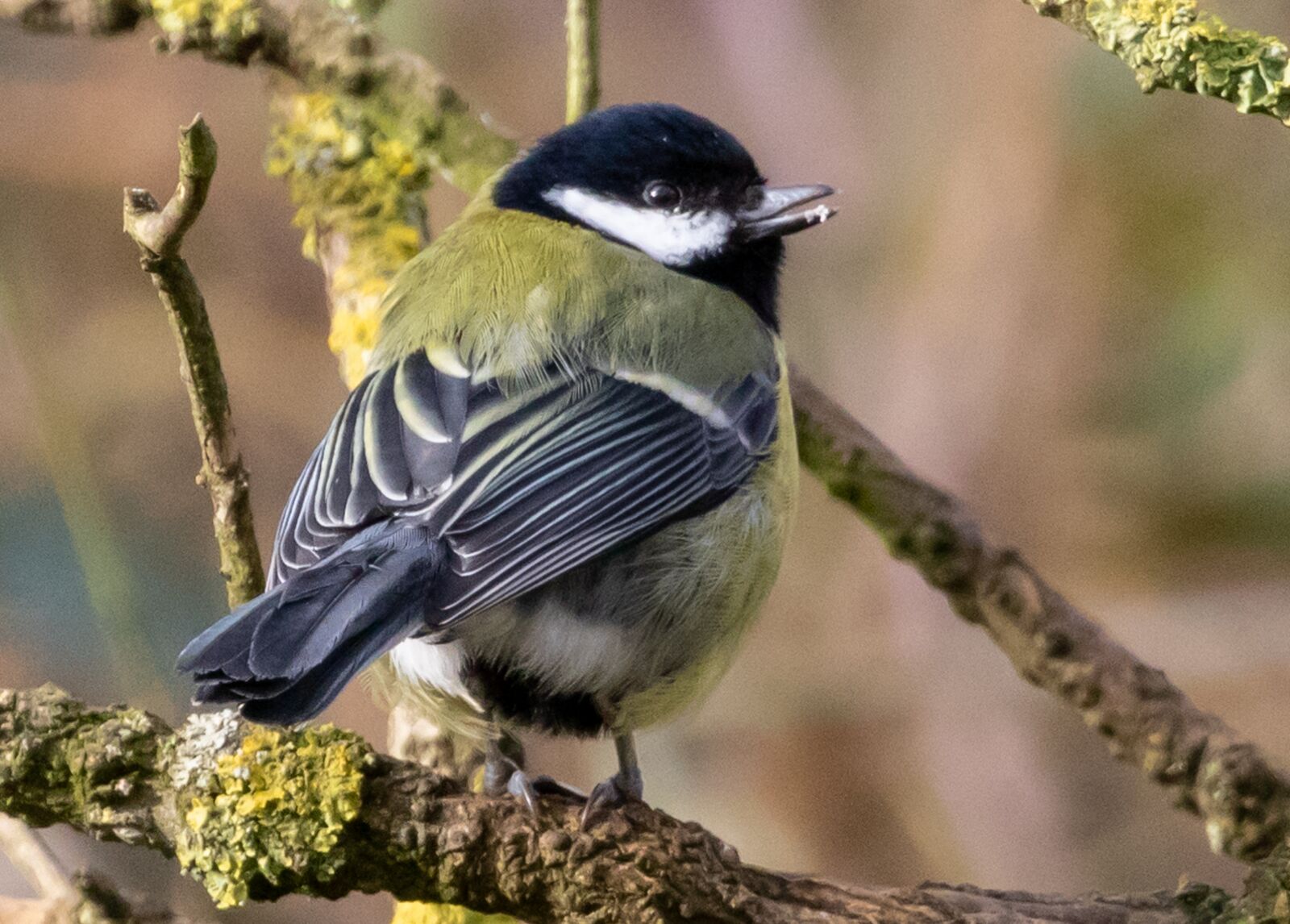 Canon EOS 7D Mark II sample photo. Great tit, tit, small photography