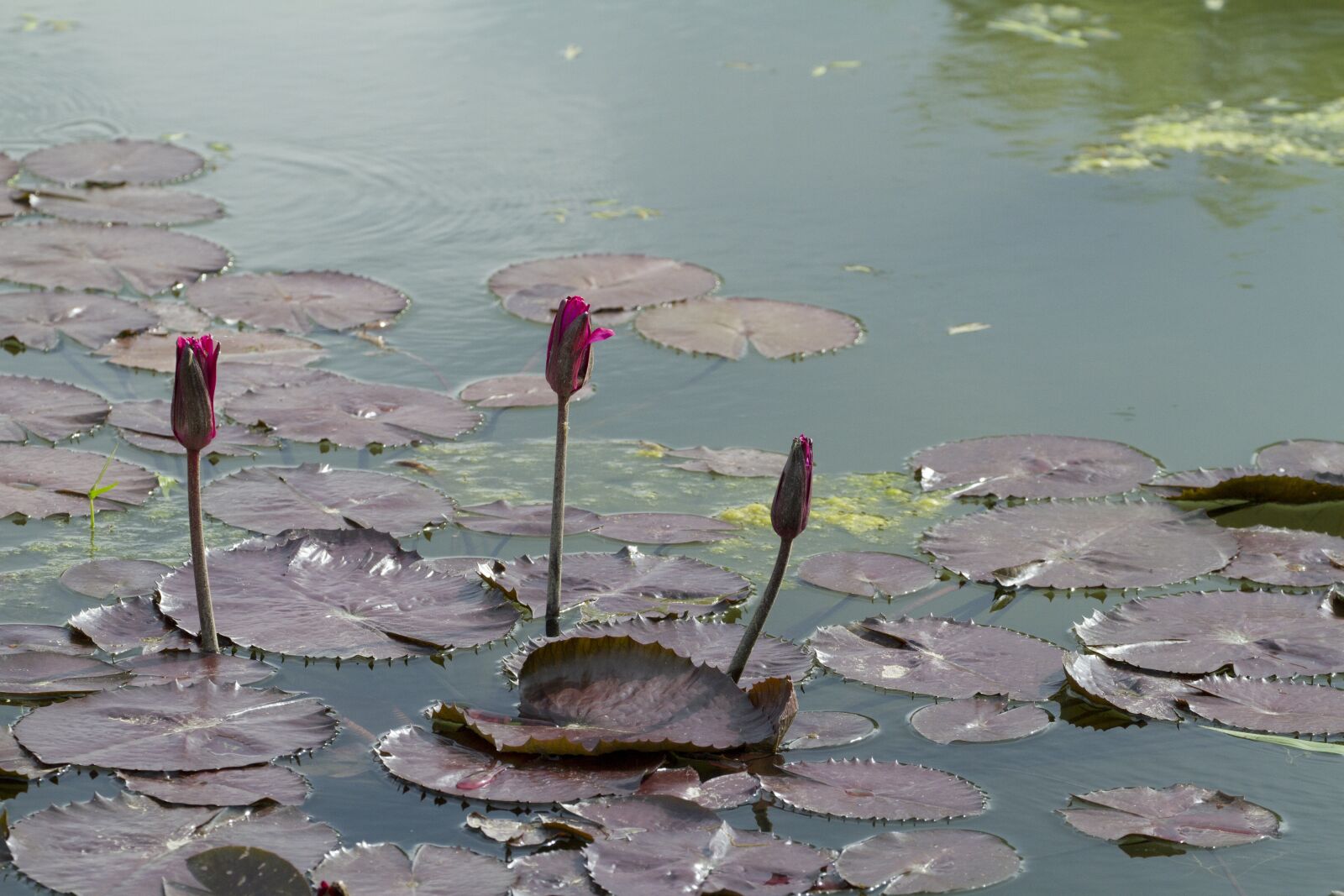 Canon EOS 7D + Canon EF 70-300mm F4-5.6L IS USM sample photo. Lotus, pond, water lilies photography